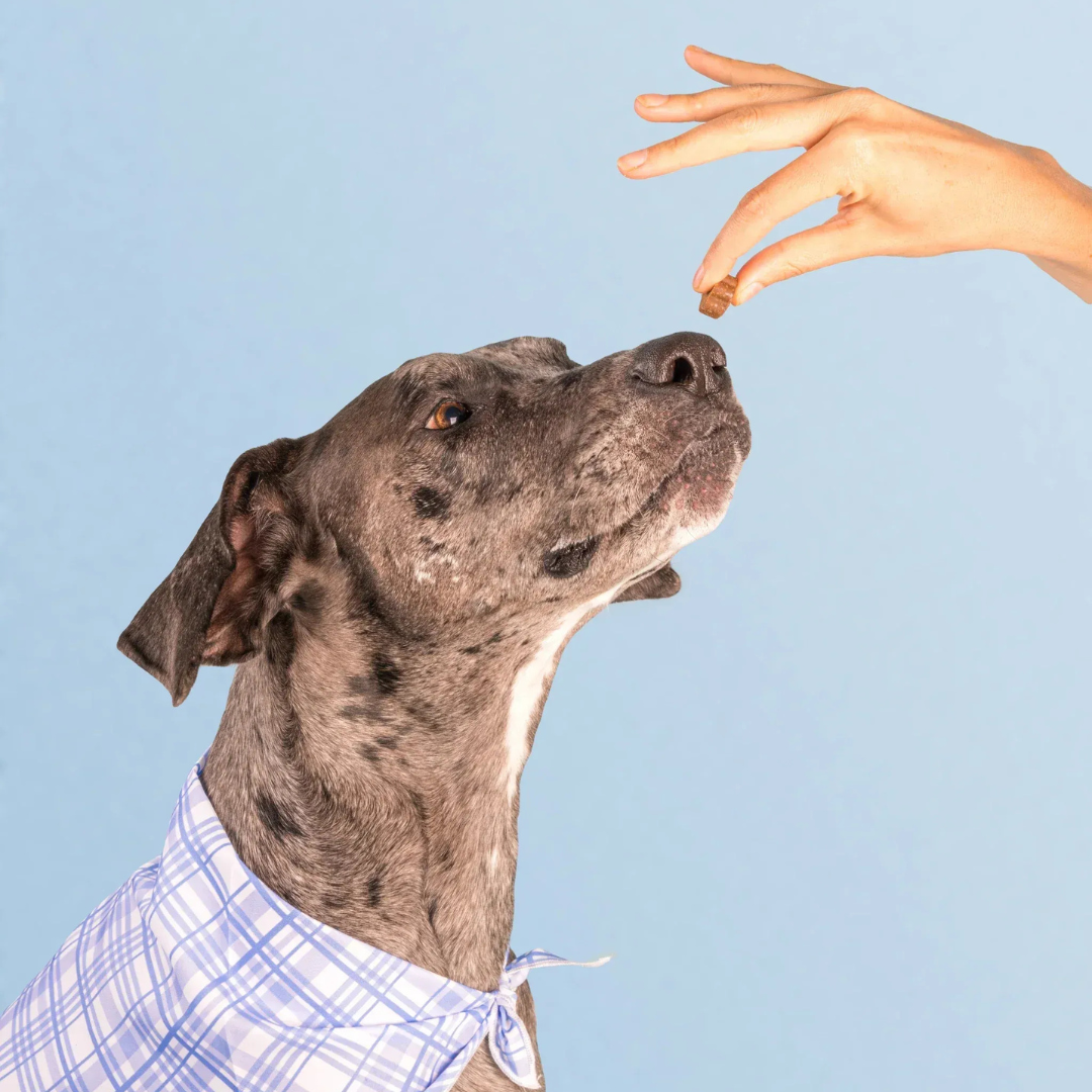 Dog Human Multivitamínico 5-en-1 Para perros que necesitan más años de vida saludable | Mejoras visibles en 3 semanas